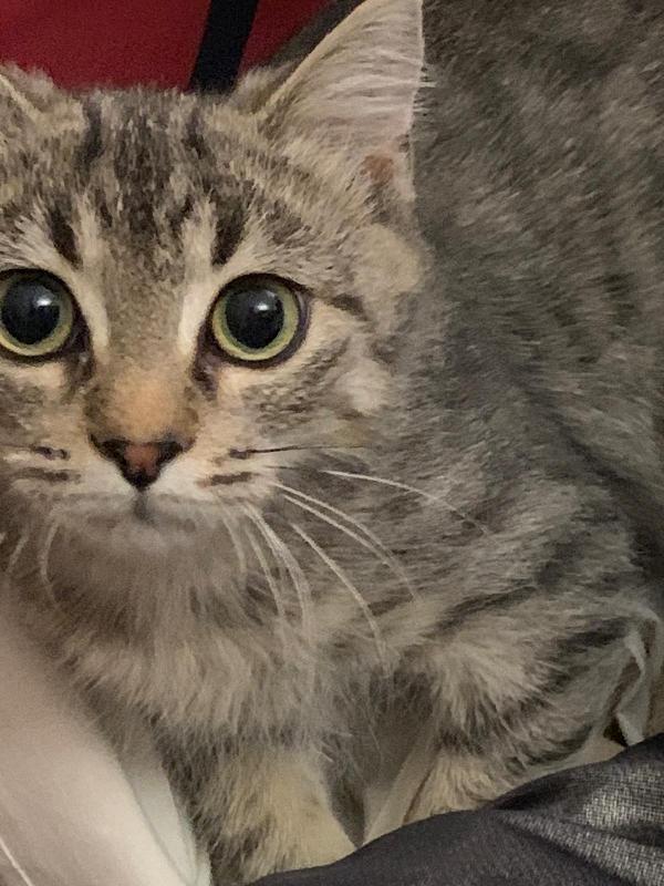 Una mamma per il dolcissimo Loki! Foto 3